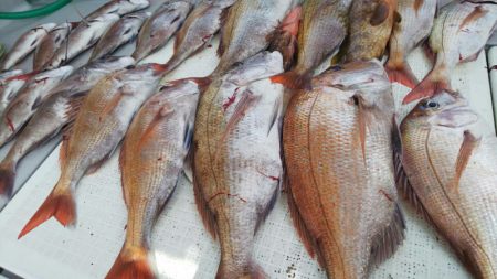 タイラバ遊漁船 ワンピース 釣果