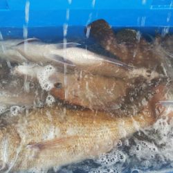 タイラバ遊漁船 ワンピース 釣果