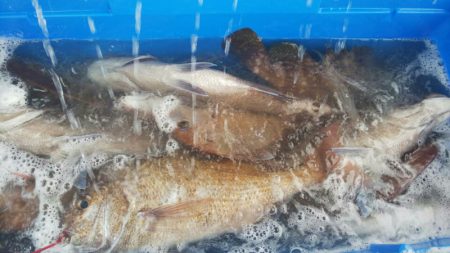 タイラバ遊漁船 ワンピース 釣果