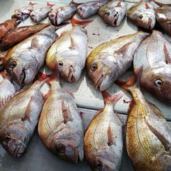 タイラバ遊漁船 ワンピース 釣果