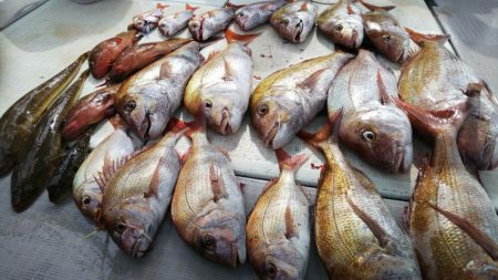 タイラバ遊漁船 ワンピース 釣果