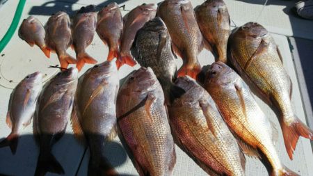 タイラバ遊漁船 ワンピース 釣果