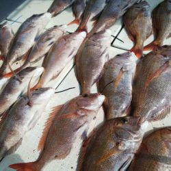 タイラバ遊漁船 ワンピース 釣果