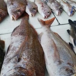 タイラバ遊漁船 ワンピース 釣果