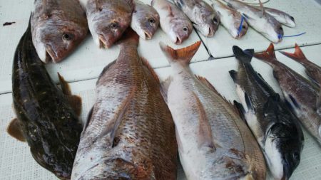 タイラバ遊漁船 ワンピース 釣果