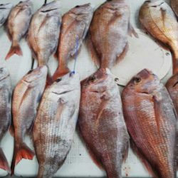 タイラバ遊漁船 ワンピース 釣果