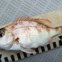 タイラバ遊漁船 ワンピース 釣果
