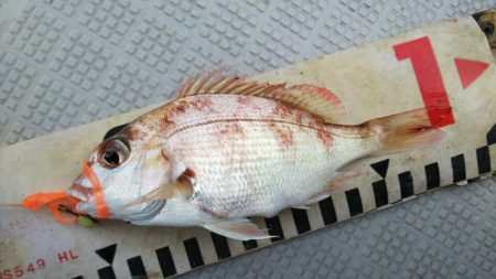 タイラバ遊漁船 ワンピース 釣果