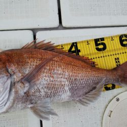 タイラバ遊漁船 ワンピース 釣果