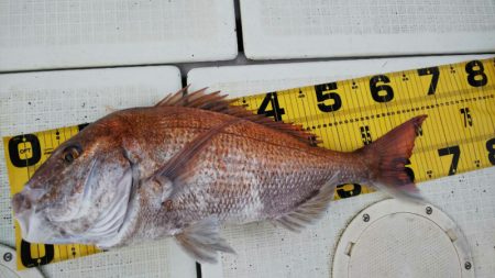 タイラバ遊漁船 ワンピース 釣果