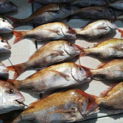 タイラバ遊漁船 ワンピース 釣果