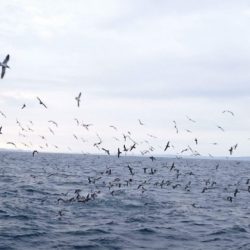 第三共栄丸 釣果