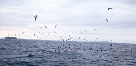 第三共栄丸 釣果