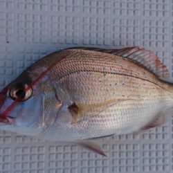 遊漁船 家入 釣果