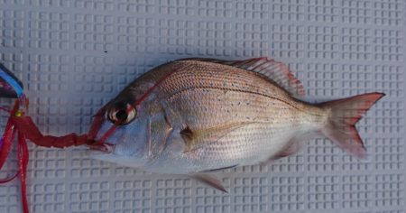 遊漁船 家入 釣果