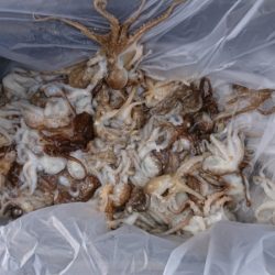 FISHING RISKY 釣果