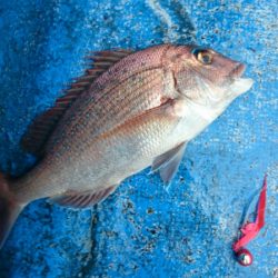 海龍丸（石川） 釣果