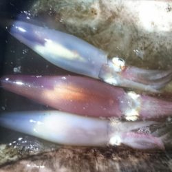 海龍丸（石川） 釣果