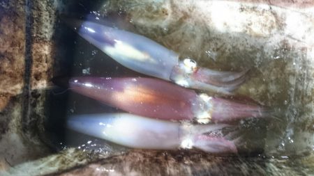 海龍丸（石川） 釣果