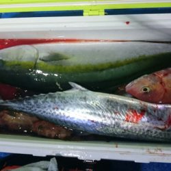 海龍丸（石川） 釣果