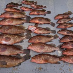 FISHING RISKY 釣果