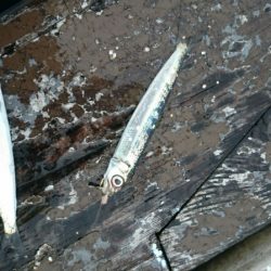 海龍丸（石川） 釣果