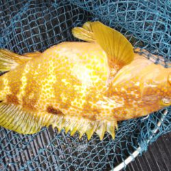 第二龍勢丸 釣果