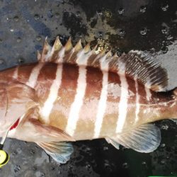 第二龍勢丸 釣果