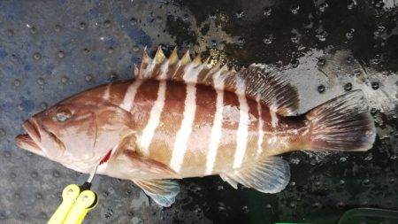 第二龍勢丸 釣果