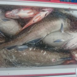 海龍丸（石川） 釣果