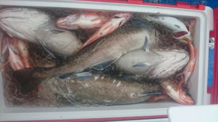 海龍丸（石川） 釣果