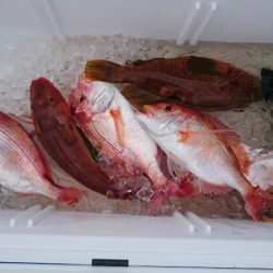 海龍丸（石川） 釣果