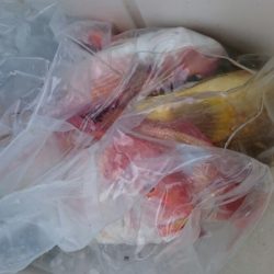 海龍丸（石川） 釣果