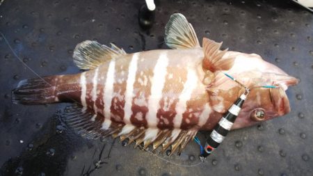 第二龍勢丸 釣果