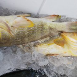 第二龍勢丸 釣果