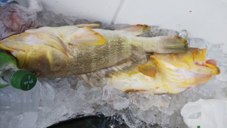 第二龍勢丸 釣果