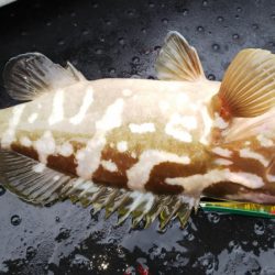 第二龍勢丸 釣果