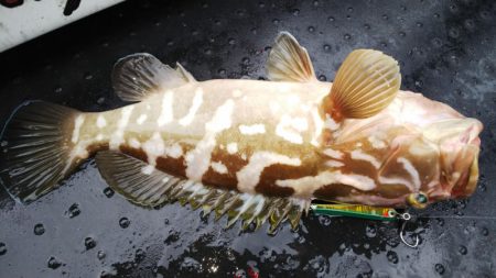 第二龍勢丸 釣果