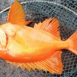 第二龍勢丸 釣果