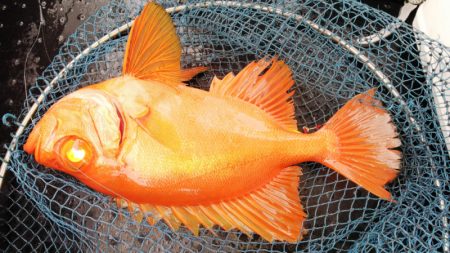 第二龍勢丸 釣果