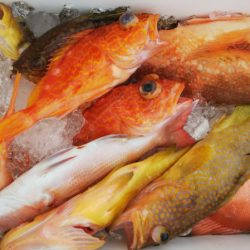 第二龍勢丸 釣果