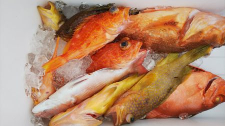 第二龍勢丸 釣果