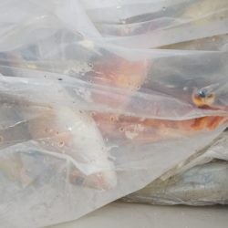 第二龍勢丸 釣果