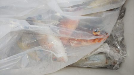 第二龍勢丸 釣果