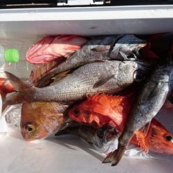 海皇丸 釣果
