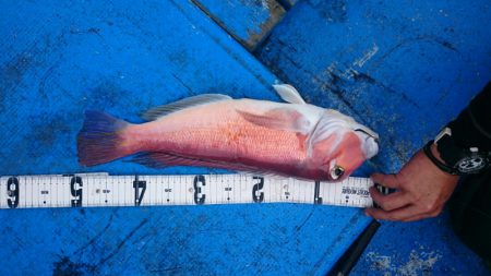 海龍丸(石川) 釣果