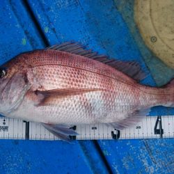 海龍丸(石川) 釣果