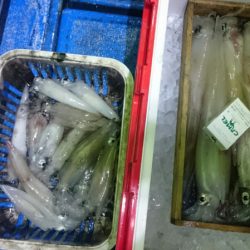 海龍丸（石川） 釣果