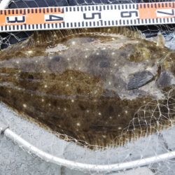 第二龍勢丸 釣果