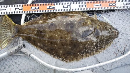 第二龍勢丸 釣果